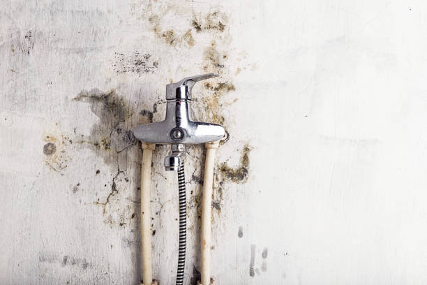 Best Mold Cleaning Services  in Watkinsville, GA