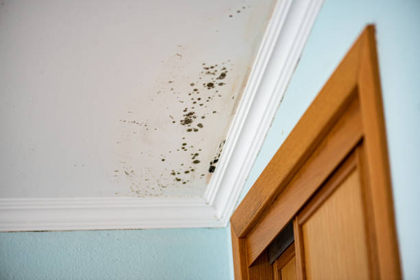 Best Same-Day Mold Removal  in Watkinsville, GA