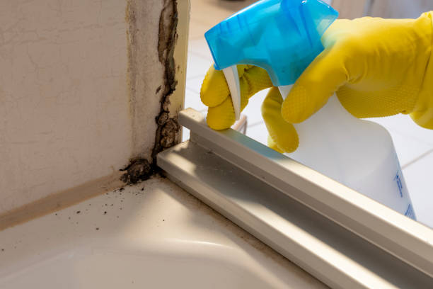 Best Toxic Mold Removal  in Watkinsville, GA