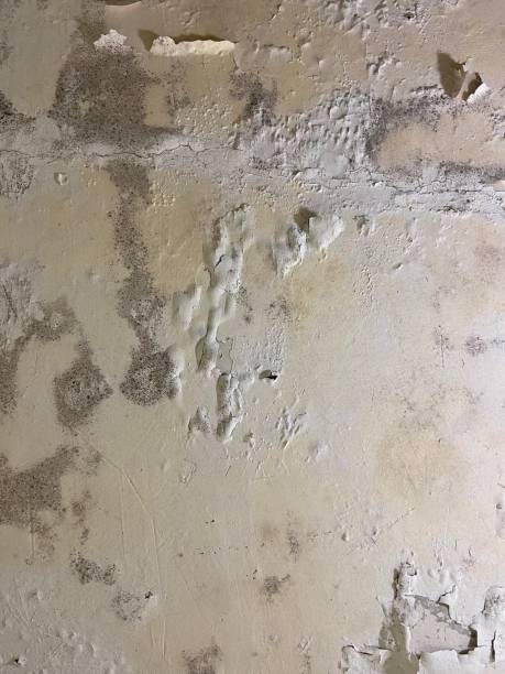 Trusted Watkinsville, GA Mold Removal Experts