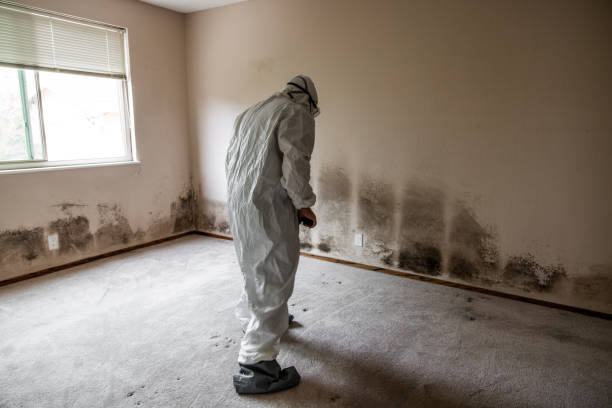 Best Attic Mold Removal  in Watkinsville, GA