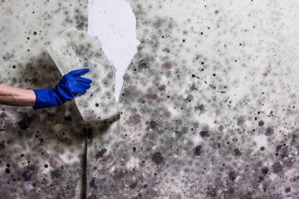 Mold Removal and Inspection in Watkinsville, GA
